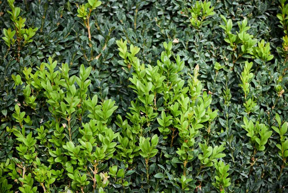 Buxus | Verena Hagl