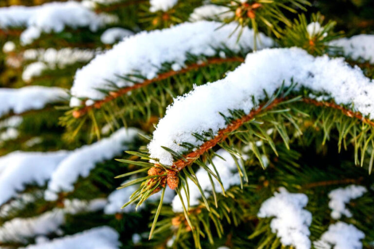 Fichte im Schnee | Verena Hagl