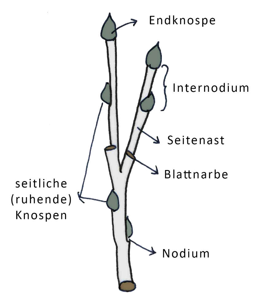 Obstbaumschnitt Knospen | Verena Hagl