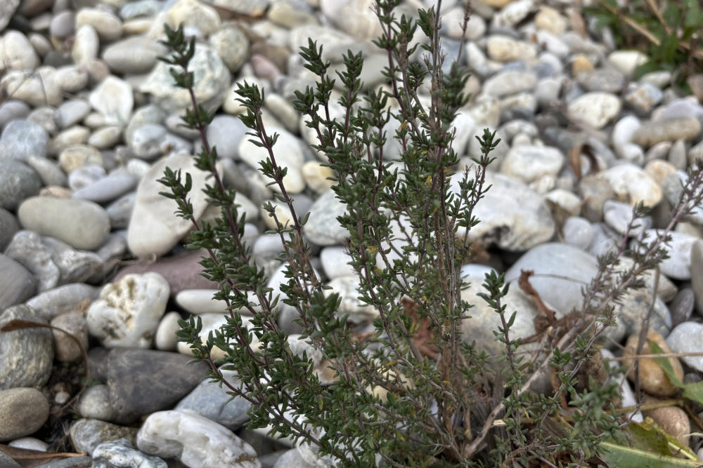 Thymian Thymus 