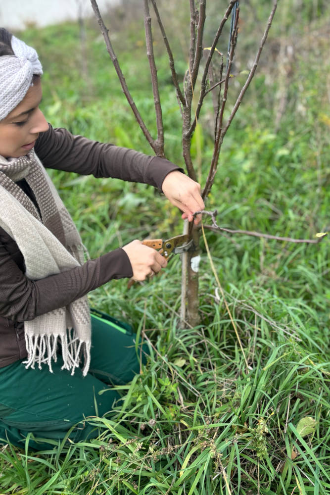 Obstbaumschnitt im Winter | Verena Hagl