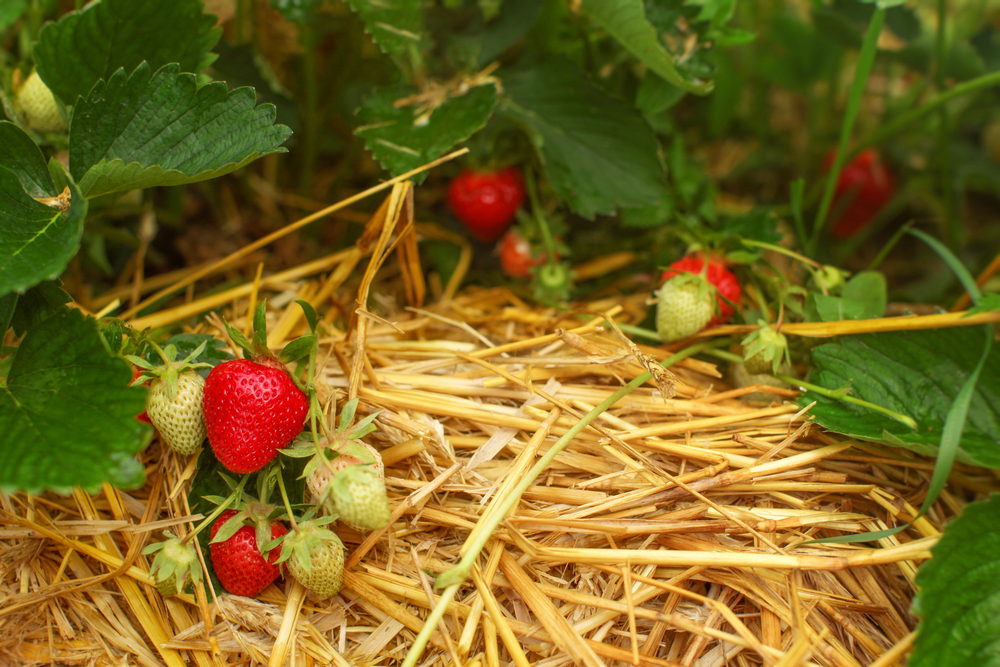 Erdbeeren mit Stroh