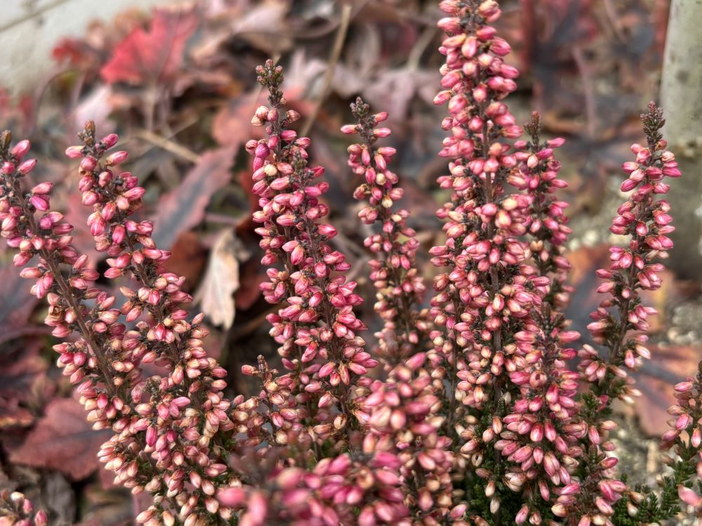 rosafarbene Blüte der Erica carnea im Winter - Winterblüher