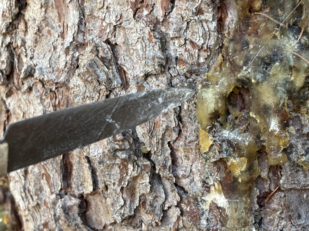 das Bild zeigt einen Fichtenstamm aus dem Harz tropft. Das Harz wird mit einem Messer abgebrochen und abgekratzt