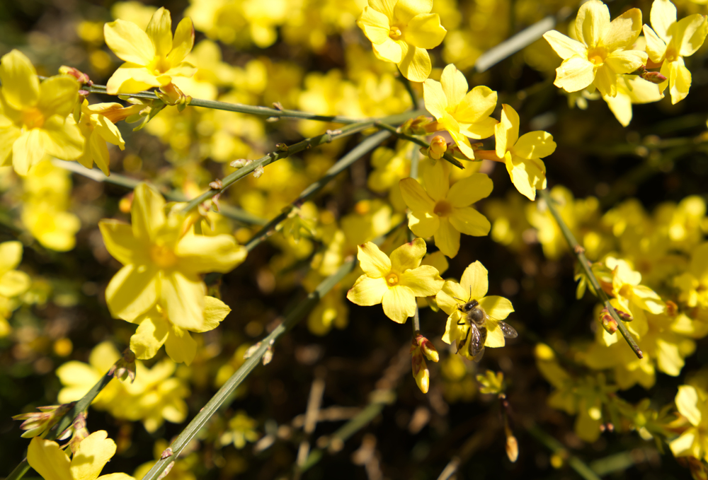 gelbe Blüten des Winter-Jasmins im Winter - Winterblüher