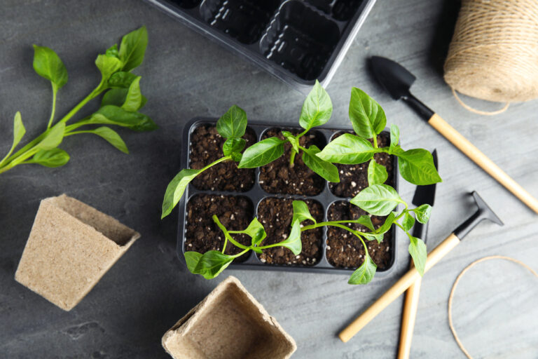 auf einem Tisch liegen verschiedene Utensilien für die Jungpflanzenanzucht