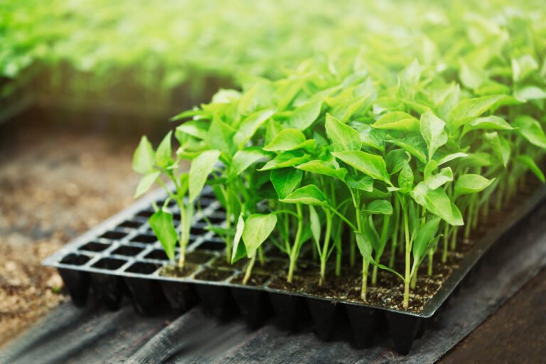 Jungpflanzen im Container aus Plastik