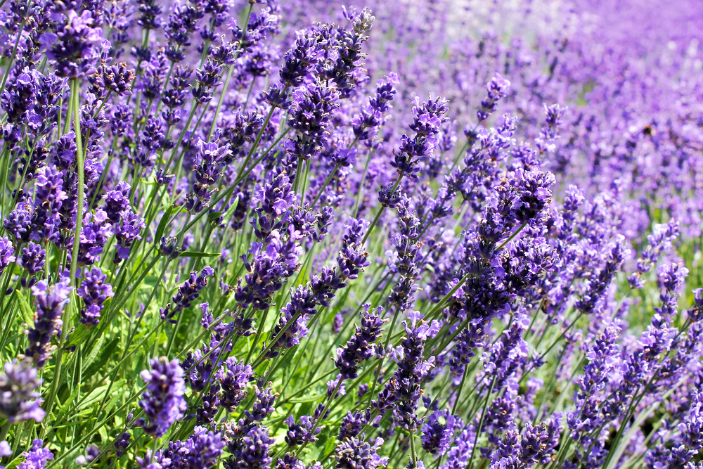 Lavendel für Räucherwerk