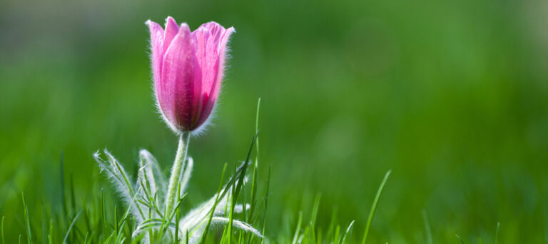 Pulsatilla in einer Wiese