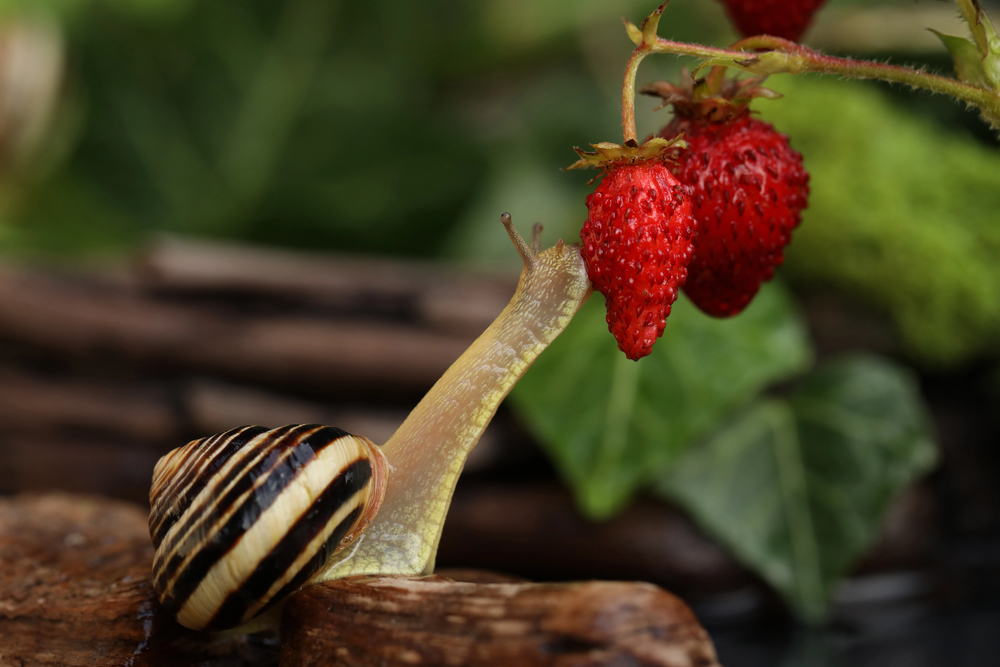 Schnecke frisst Erdbeere