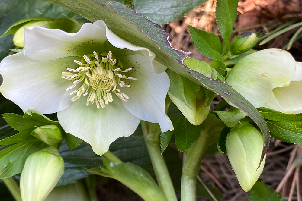Blüte der Helleborus niger im Winter - Winterblüher