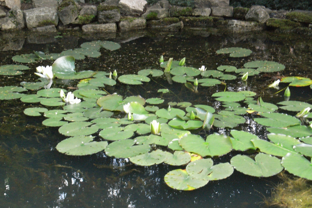 Seerosen im Teich