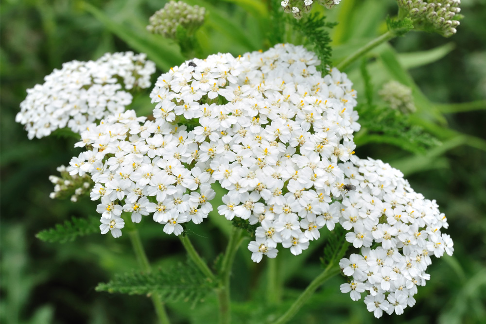 weiße Blüten der Schafgarbe