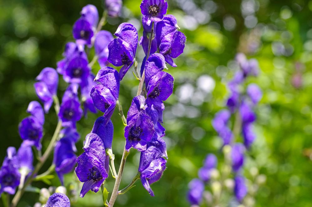 blaue Blüten des Eisenhutes