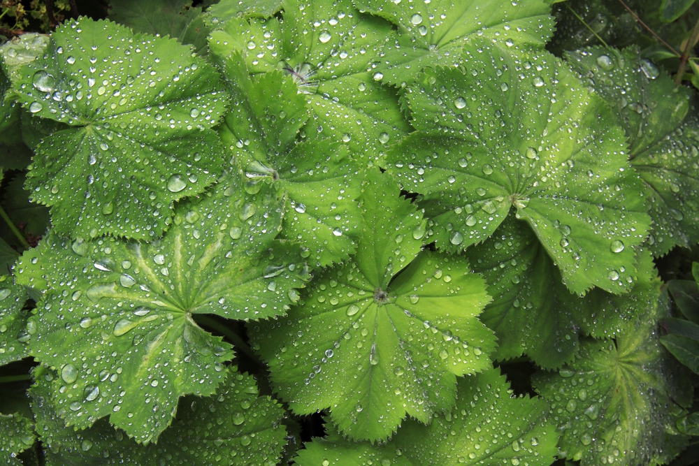 Tautropfen auf Alchemilla mollis