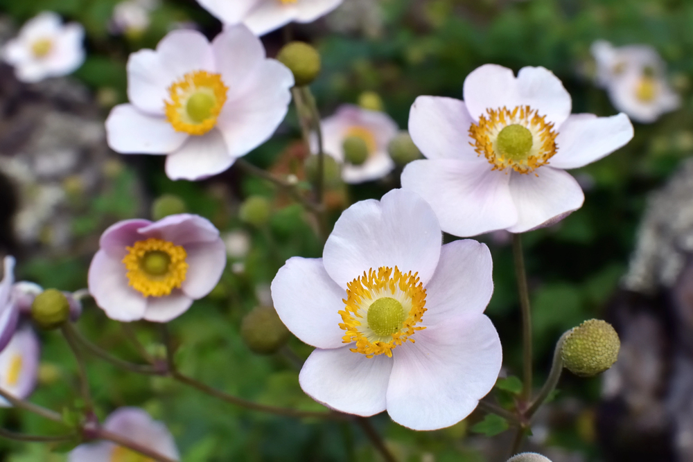 weiße Blüten der Herbstanemone