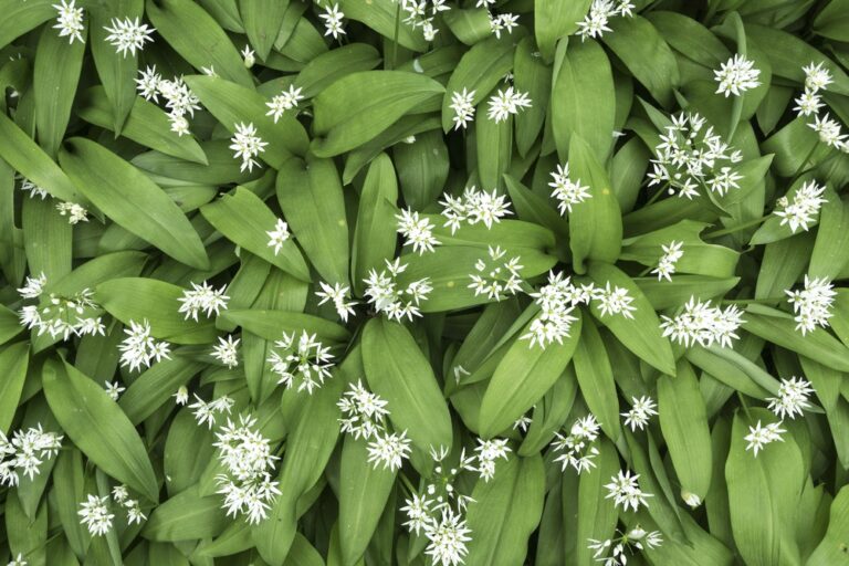 Bärlauch - Allium ursinum