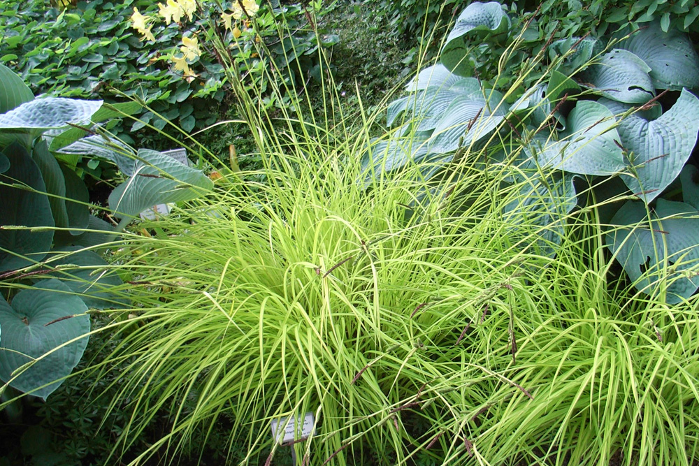 Carex elata 'Aurea'
