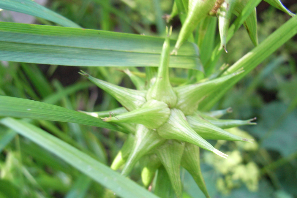 Carex grayi Frucht