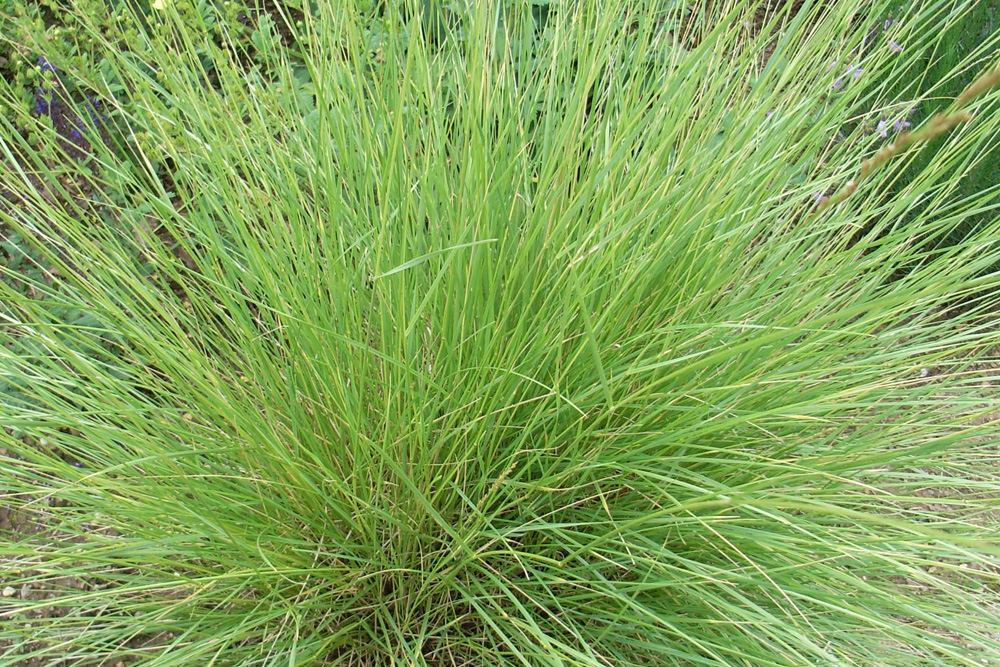 Carex mairei