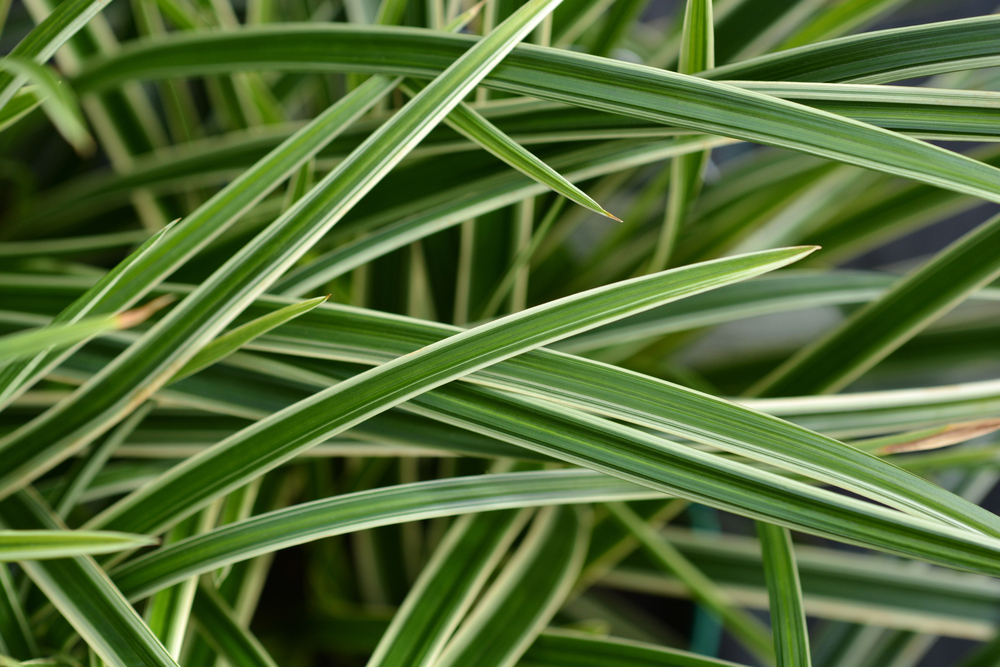 Carex morrowii Ice Dance