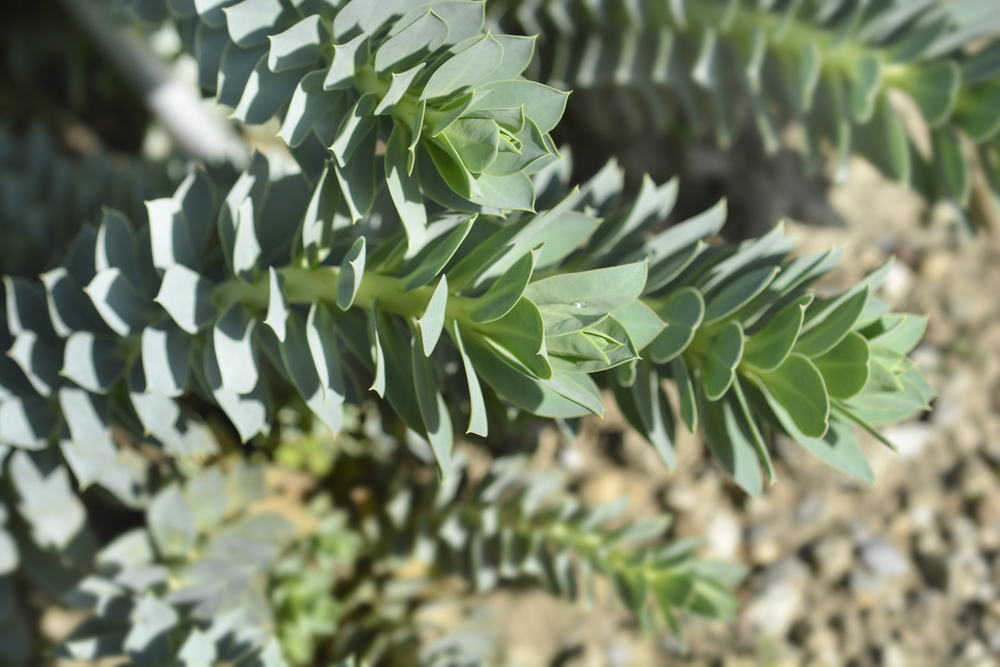 Euphorbia myrsinites