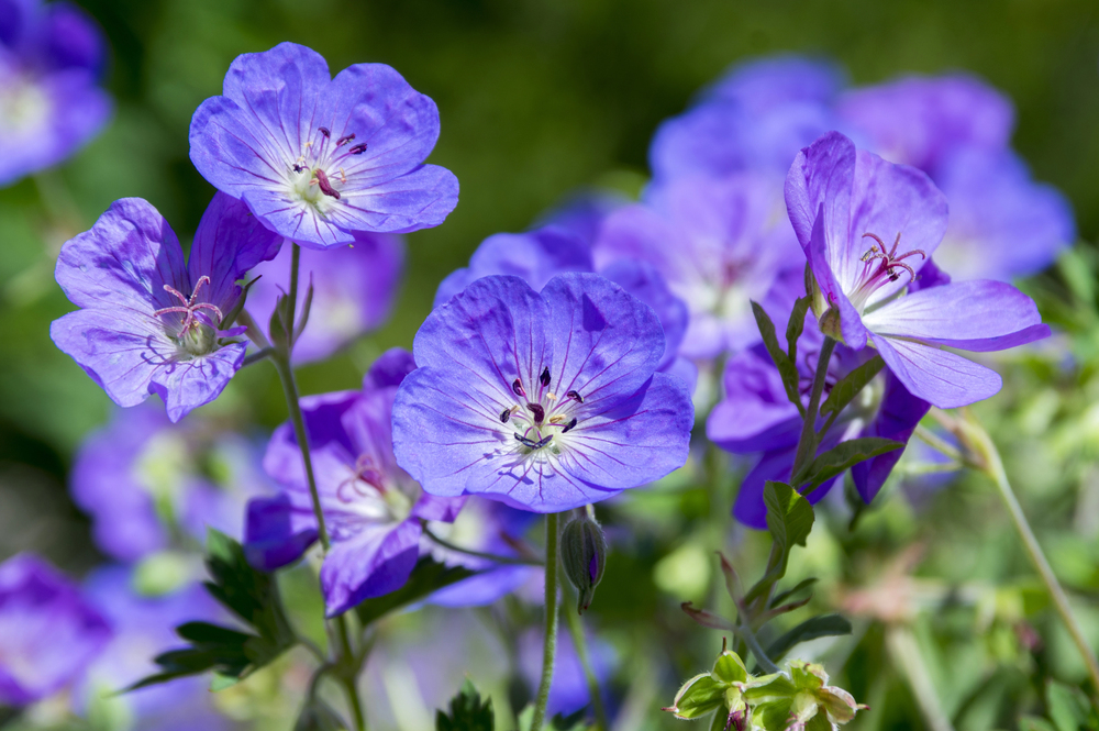 blaue Blüten des Geranium Rozanne
