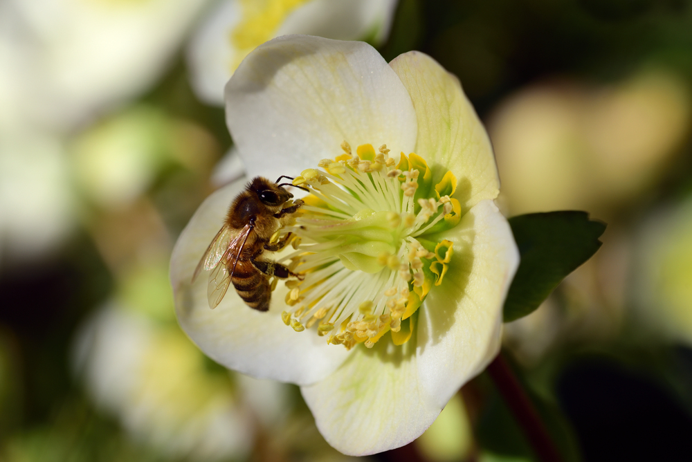weiße Blüte der Schneerose mit einer Biene