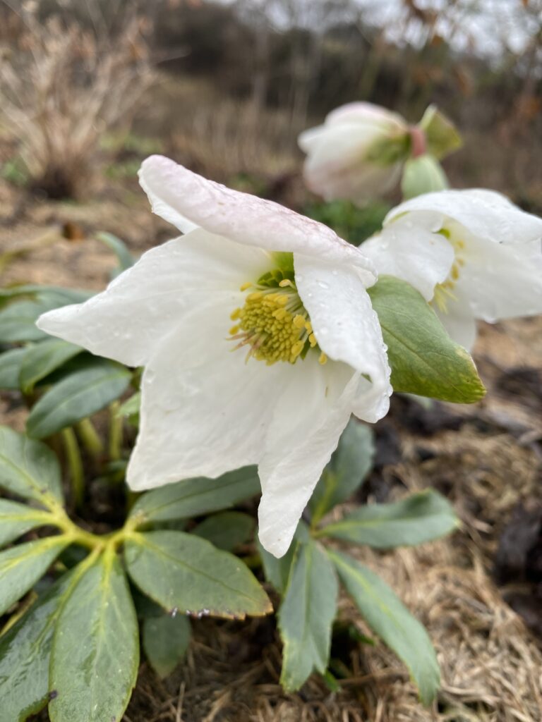 Blüten der Schneerose