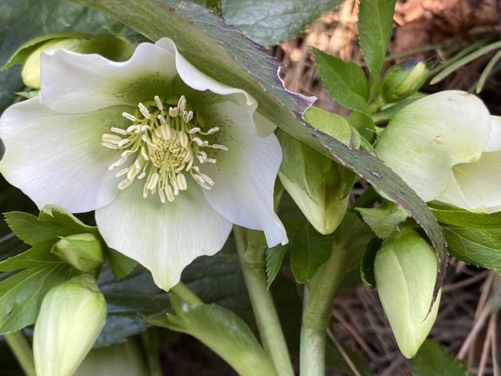 weiße Blüte der Helleborus niger