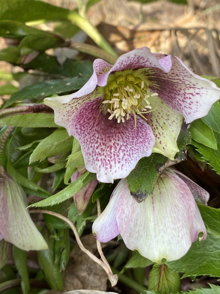 rosa gepunktete Blüte der Helleborus niger