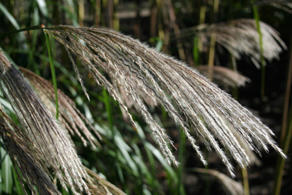 Miscanthus sinensis Blüte