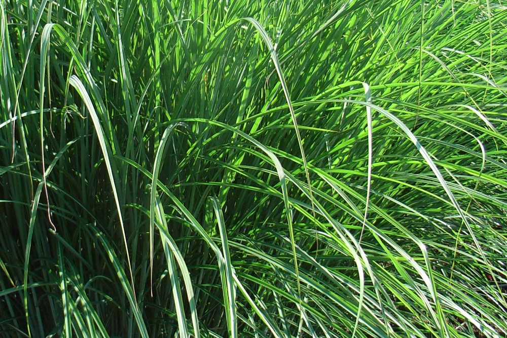 Miscanthus sinensis 'Gracillimus'1
