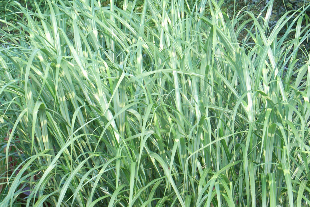 Miscanthus sinensis 'Zebrinus