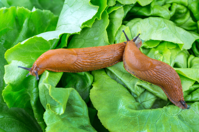Nacktschnecken auf Salat