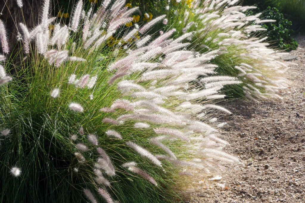 Pennisetum alopecuroides