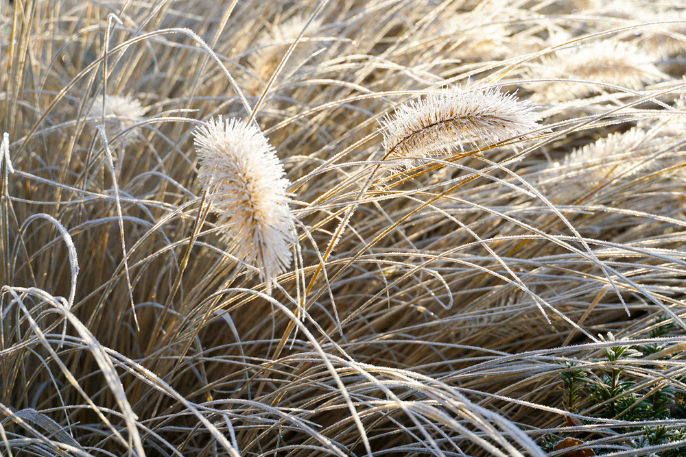 Pennisetum alopecuroides
