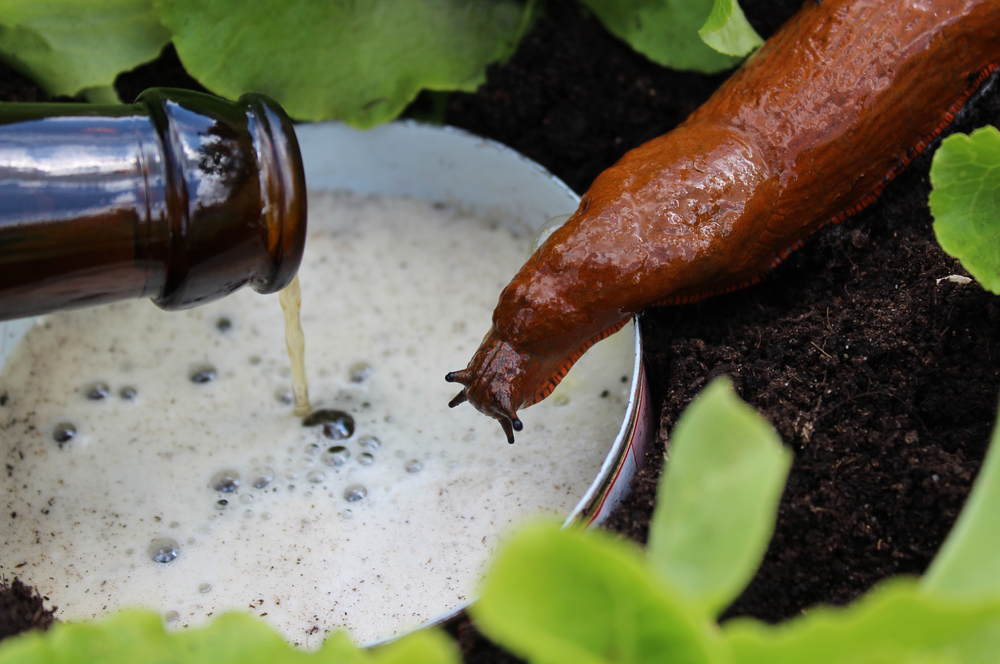 Bierfalle gegen Schnecken
