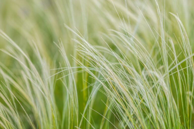 Stipa tenuissima