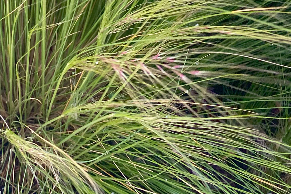Stipa tenuissima