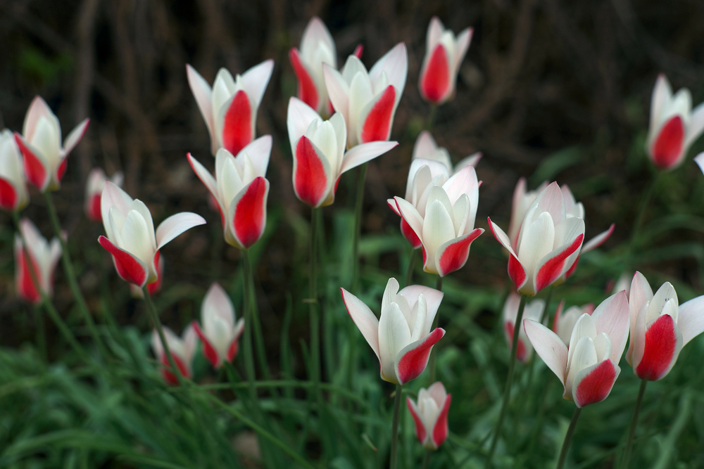 Tulipa clusiana