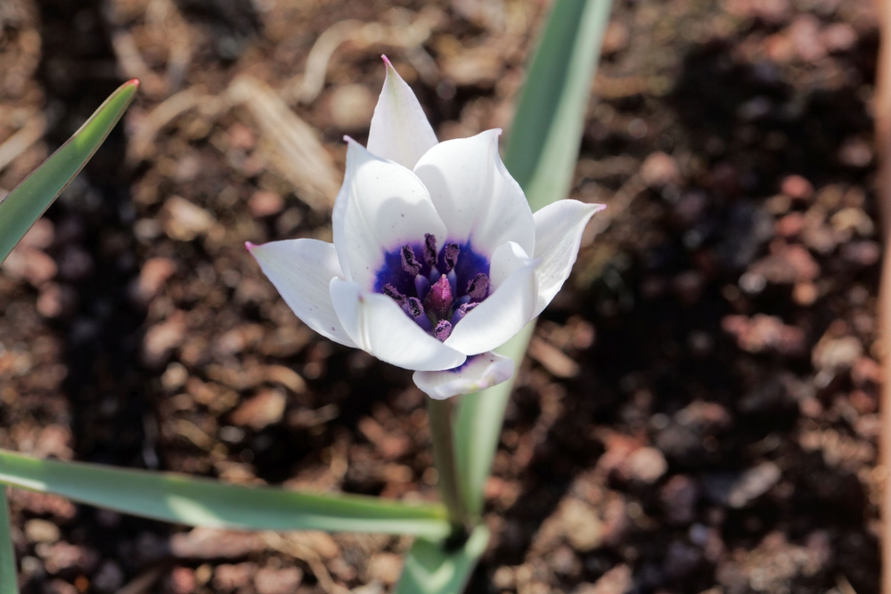 Tulipa humilis