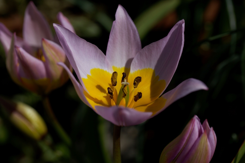 Tulipa saxatilis