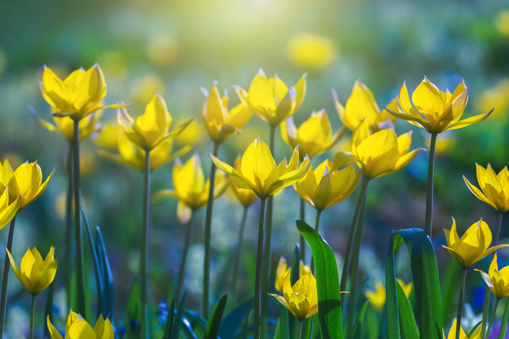 Tulipa sylvestris