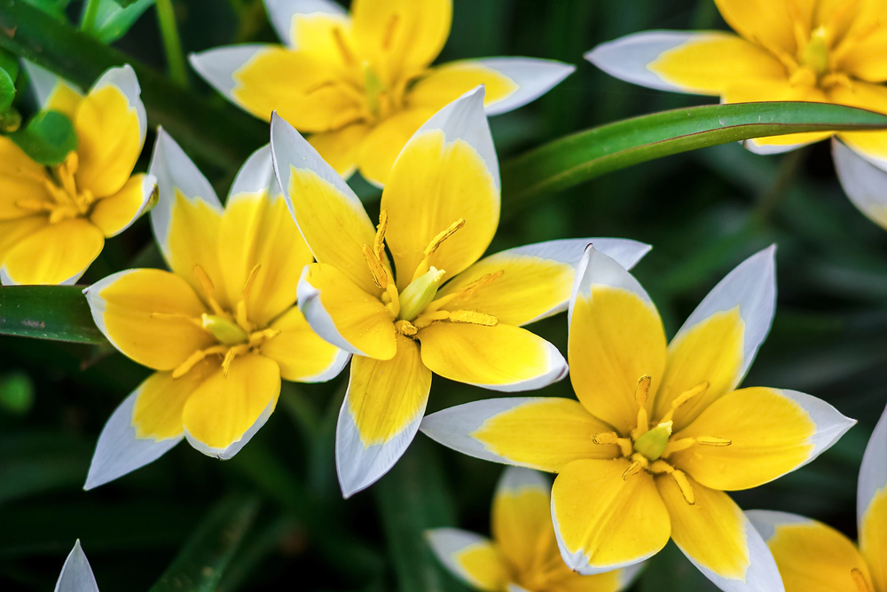 Tulipa tarda