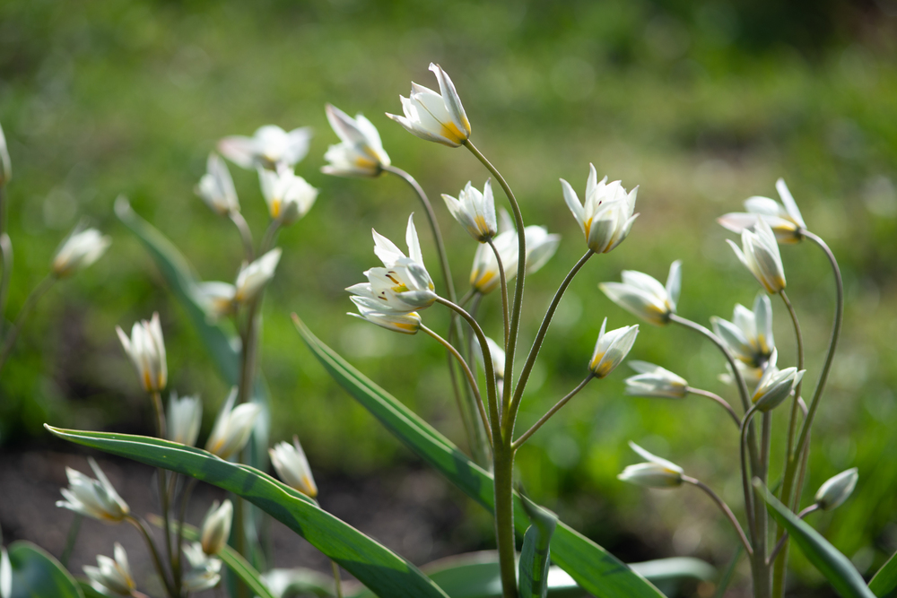 Tulipa turkestanica