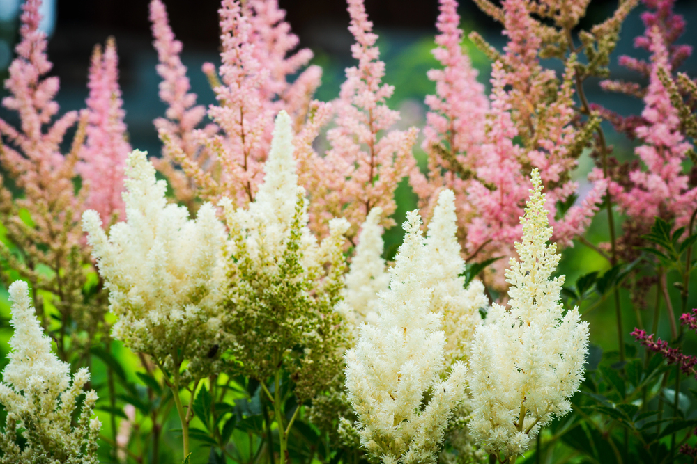 Astilbe chinensis