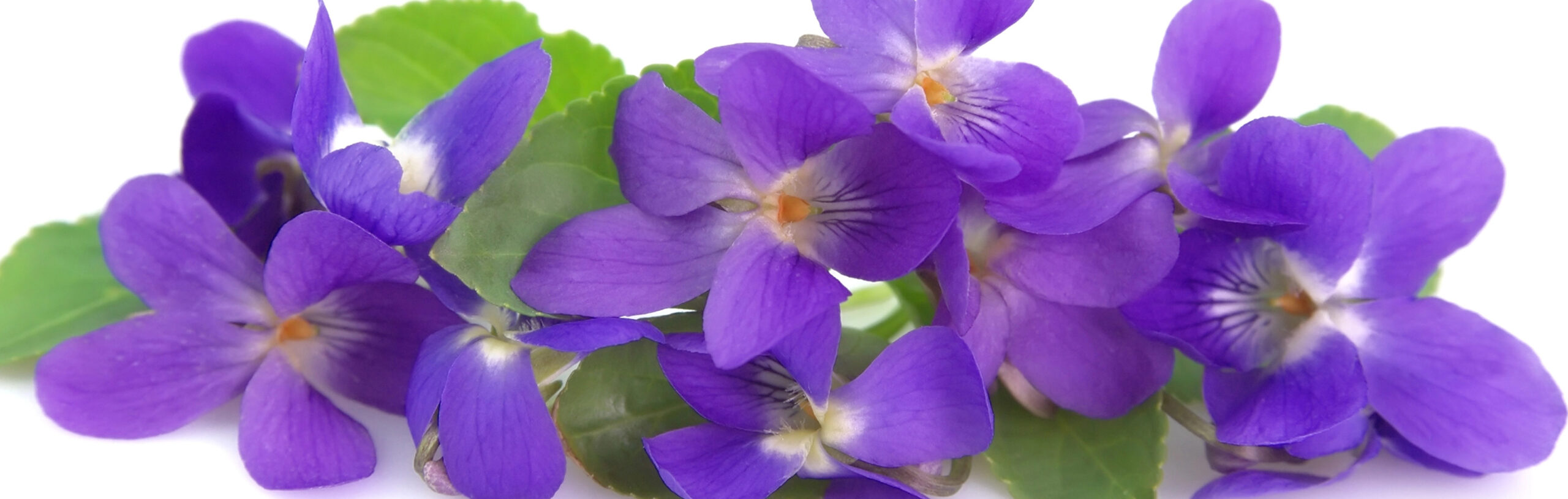 Veilchen - Viola odorata