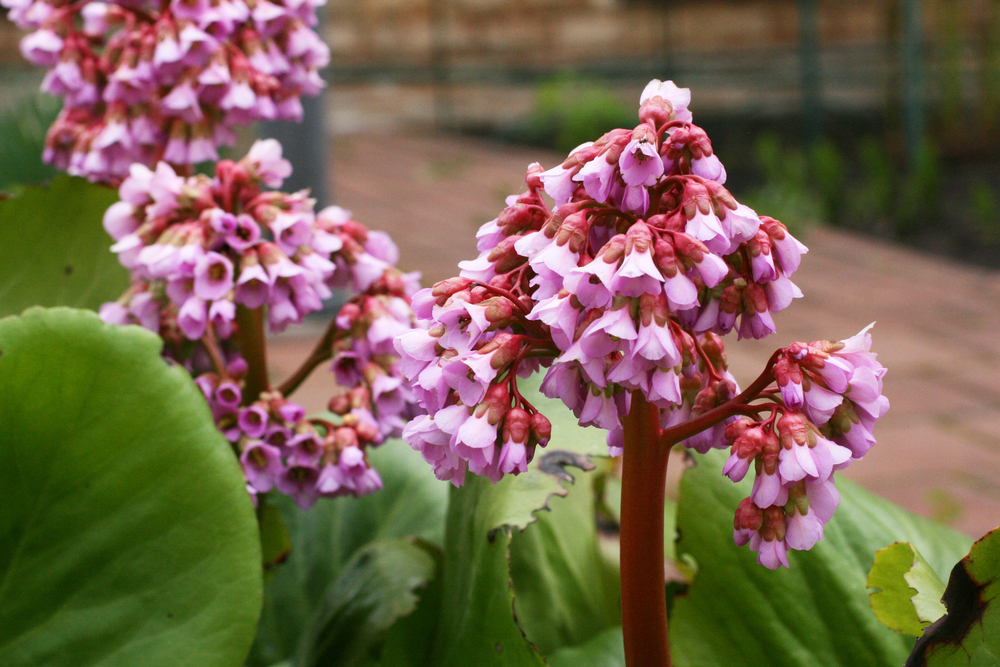 Bergenia cordifolia