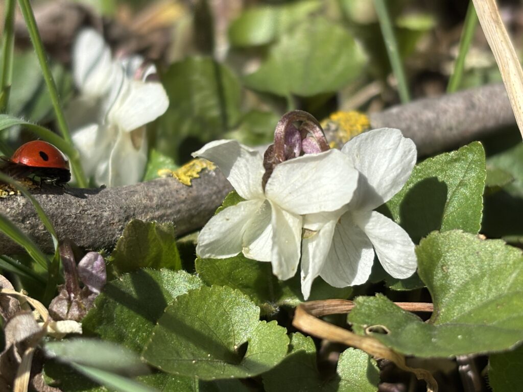 Viola alba